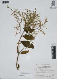 Iresine hartmanii image